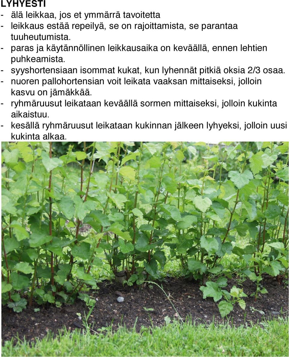 - syyshortensiaan isommat kukat, kun lyhennät pitkiä oksia 2/3 osaa.
