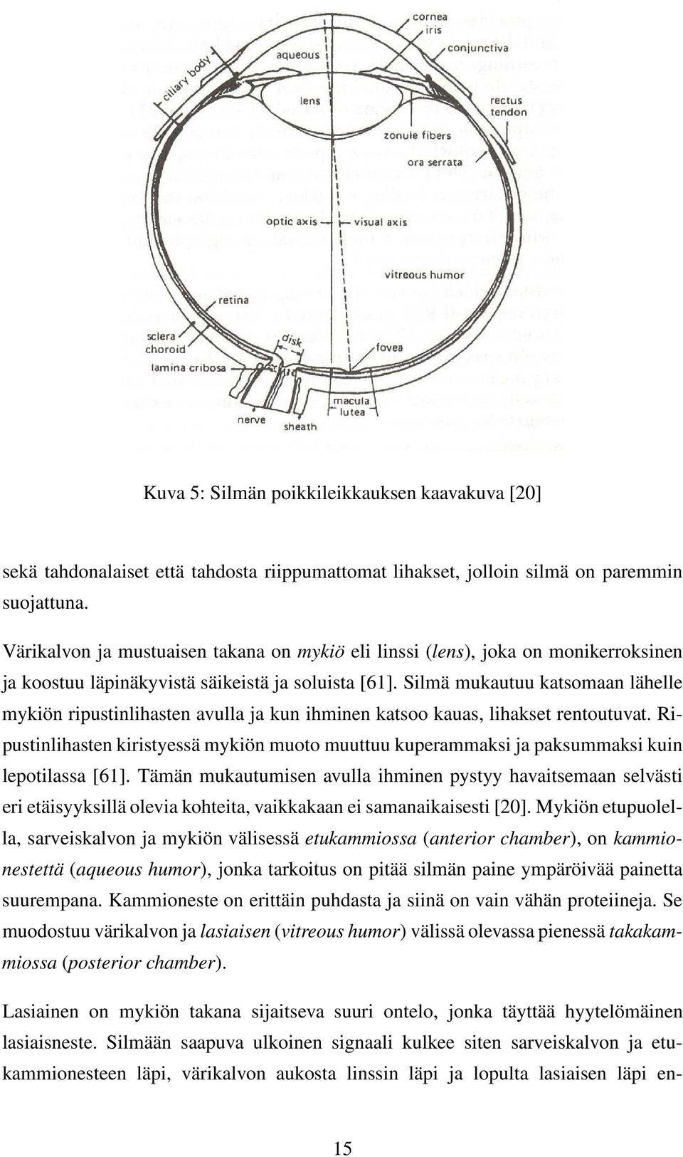 Silmä mukautuu katsomaan lähelle mykiön ripustinlihasten avulla ja kun ihminen katsoo kauas, lihakset rentoutuvat.