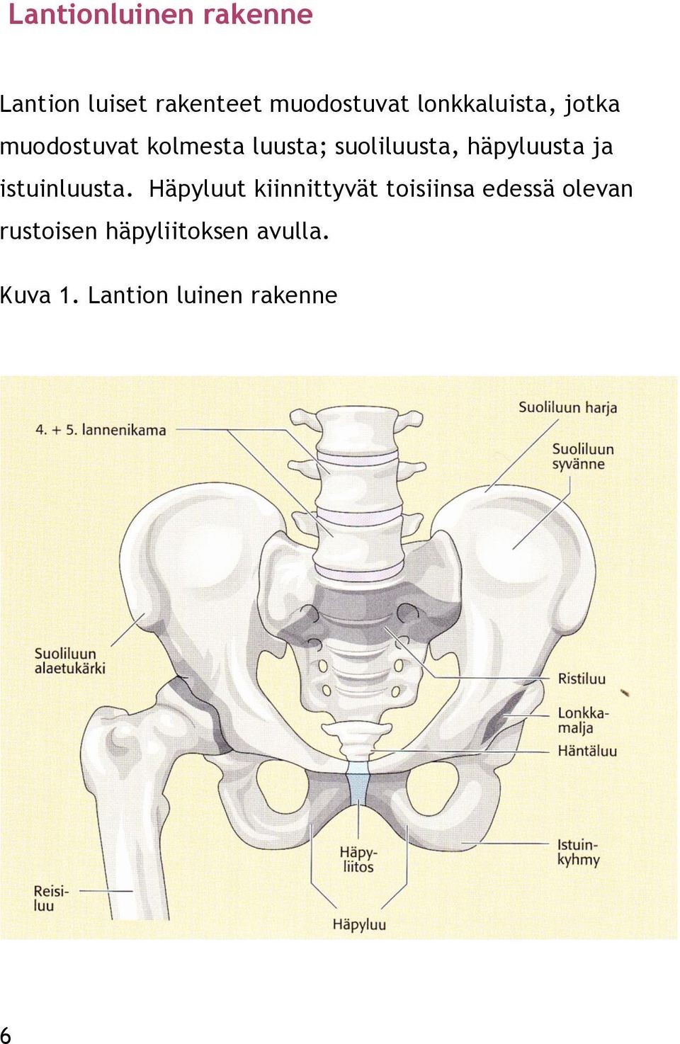 häpyluusta ja istuinluusta.