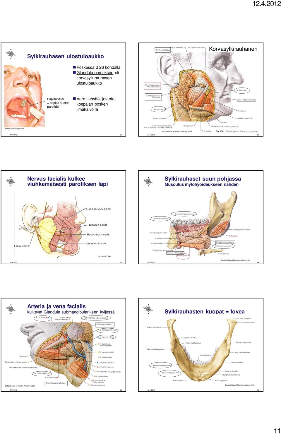 Geigy 1991 61 62 Nervus facialis kulkee viuhkamaisesti parotiksen läpi Sylkirauhaset suun pohjassa Musculus mylohyoideukseen