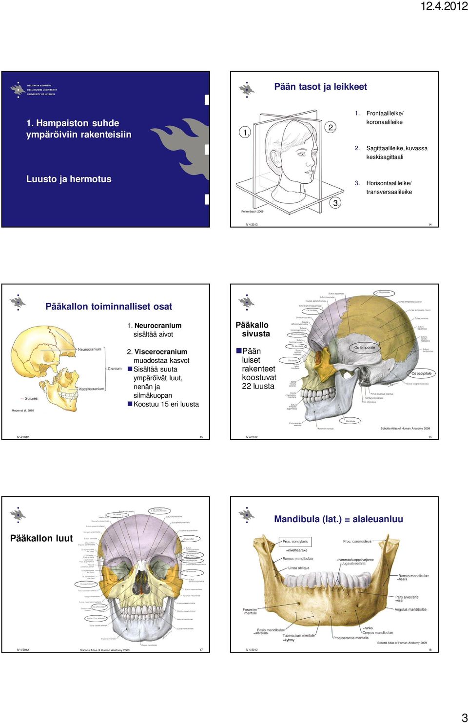 Neurocranium sisältää aivot Pääkallo sivusta 2.