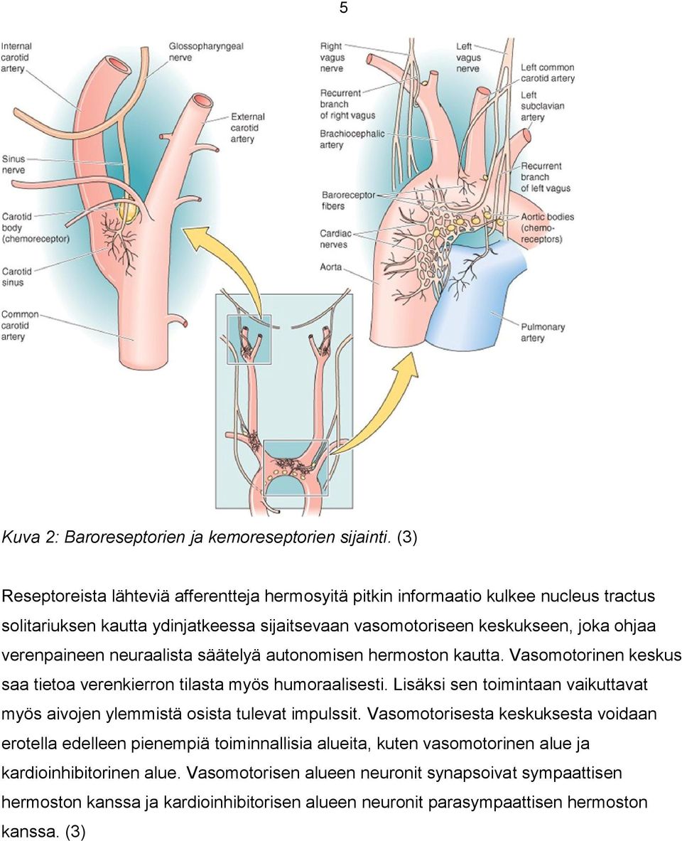 verenpaineen neuraalista säätelyä autonomisen hermoston kautta. Vasomotorinen keskus saa tietoa verenkierron tilasta myös humoraalisesti.