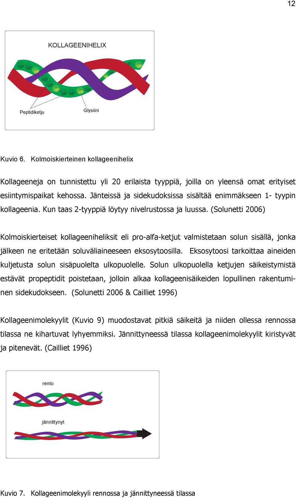 (Solunetti 2006) Kolmoiskierteiset kollageeniheliksit eli pro-alfa-ketjut valmistetaan solun sisällä, jonka jälkeen ne eritetään soluväliaineeseen eksosytoosilla.