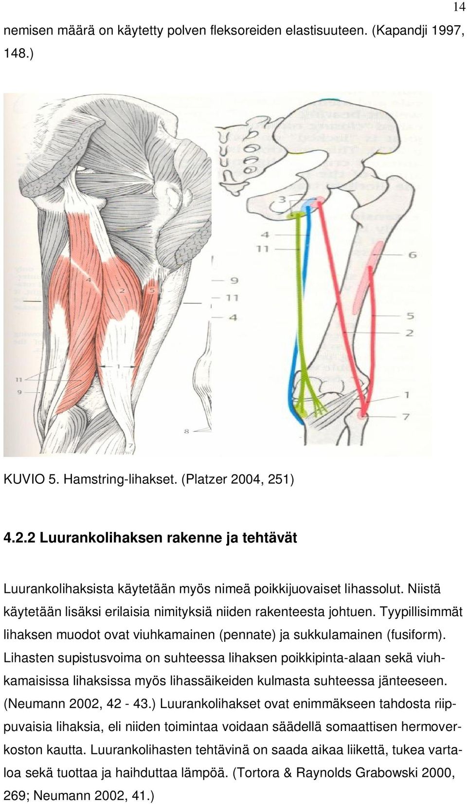 Tyypillisimmät lihaksen muodot ovat viuhkamainen (pennate) ja sukkulamainen (fusiform).