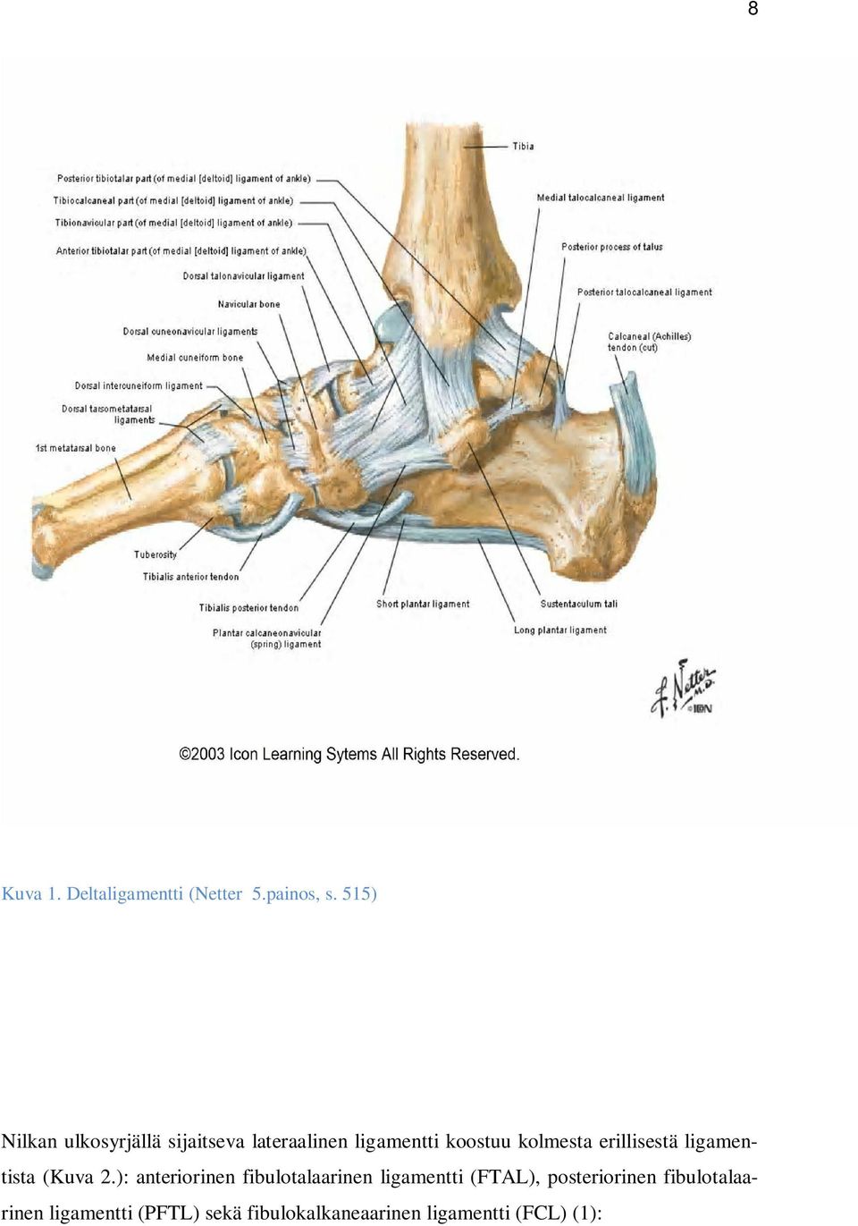 erillisestä ligamentista (Kuva 2.