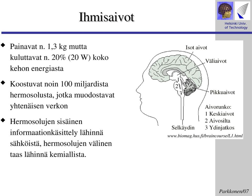 jotka muodostavat yhtenäisen verkon Hermosolujen sisäinen