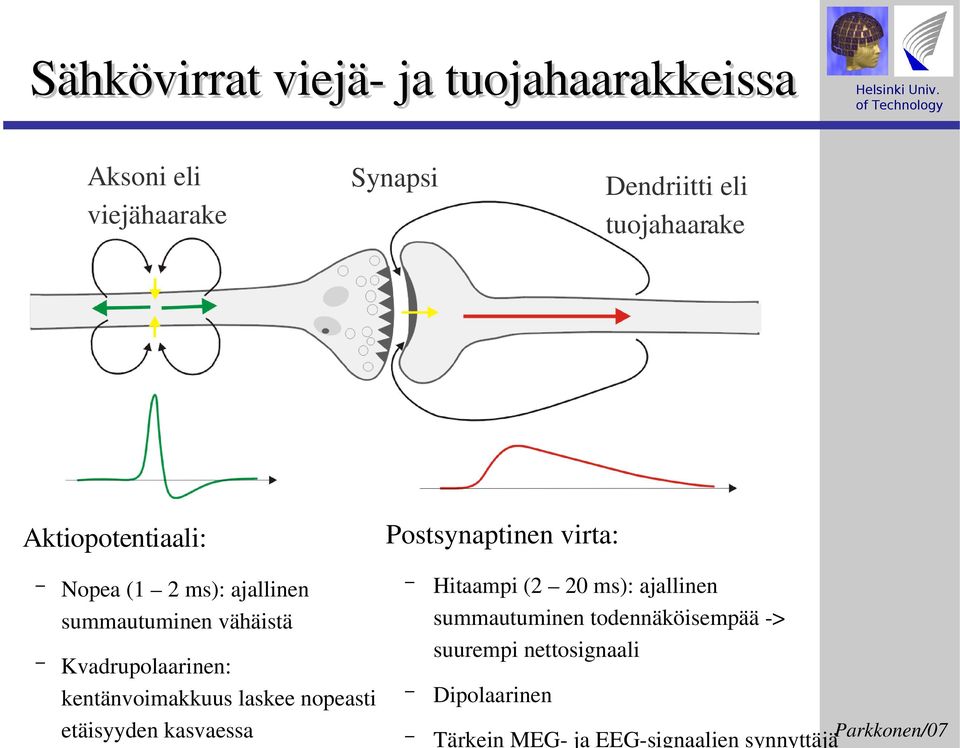 kasvaessa Dendriitti eli tuojahaarake Postsynaptinen virta: Hitaampi (2 20 ms): ajallinen