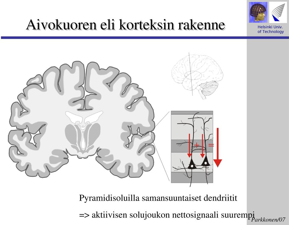 samansuuntaiset dendriitit =>