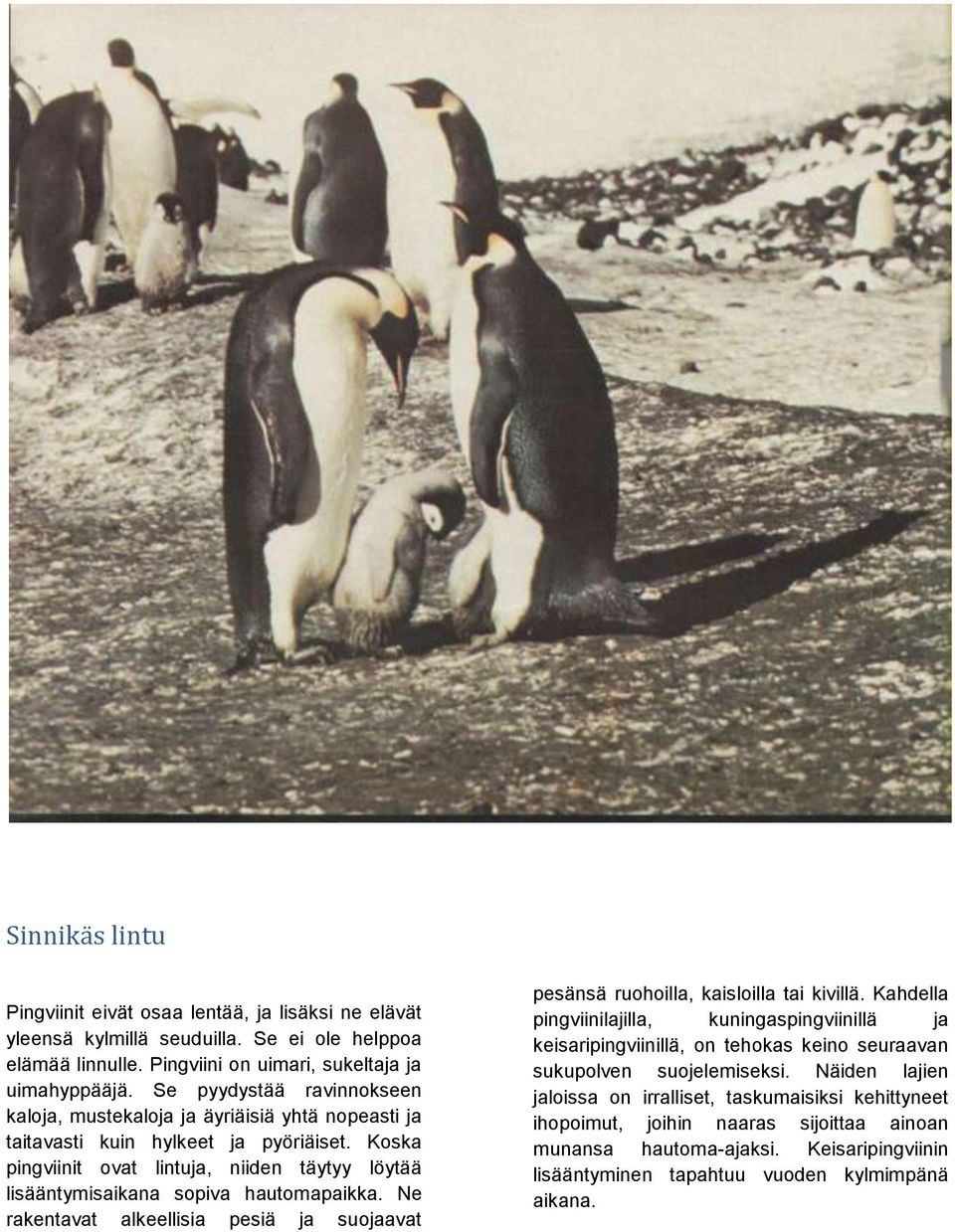 Koska pingviinit ovat lintuja, niiden täytyy löytää lisääntymisaikana sopiva hautomapaikka. Ne rakentavat alkeellisia pesiä ja suojaavat pesänsä ruohoilla, kaisloilla tai kivillä.