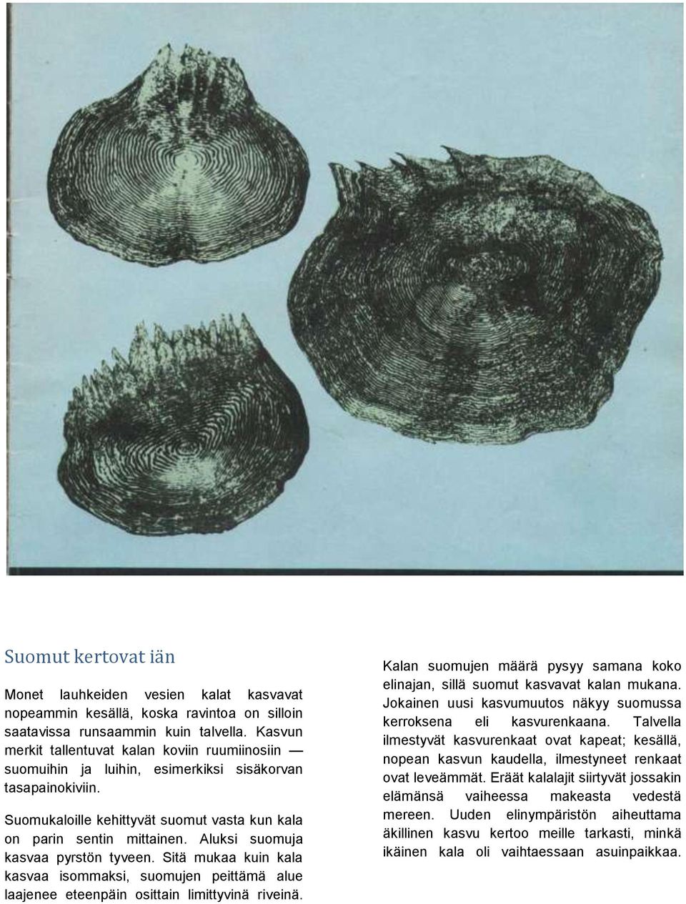 Aluksi suomuja kasvaa pyrstön tyveen. Sitä mukaa kuin kala kasvaa isommaksi, suomujen peittämä alue laajenee eteenpäin osittain limittyvinä riveinä.