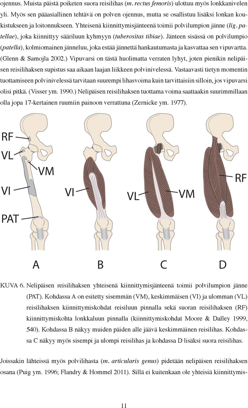 patellae), joka kiinnittyy sääriluun kyhmyyn (tuberositas tibiae). Jänteen sisässä on polvilumpio (patella), kolmiomainen jänneluu, joka estää jännettä hankautumasta ja kasvattaa sen vipuvartta.