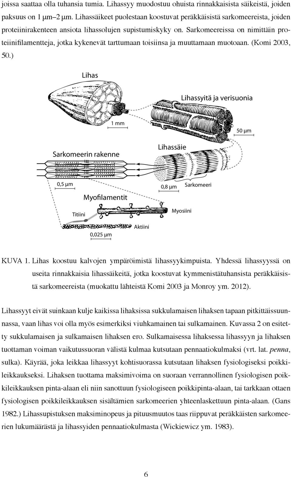 Sarkomeereissa on nimittäin proteiinifilamentteja, jotka kykenevät tarttumaan toisiinsa ja muuttamaan muotoaan. (Komi 2003, 50.