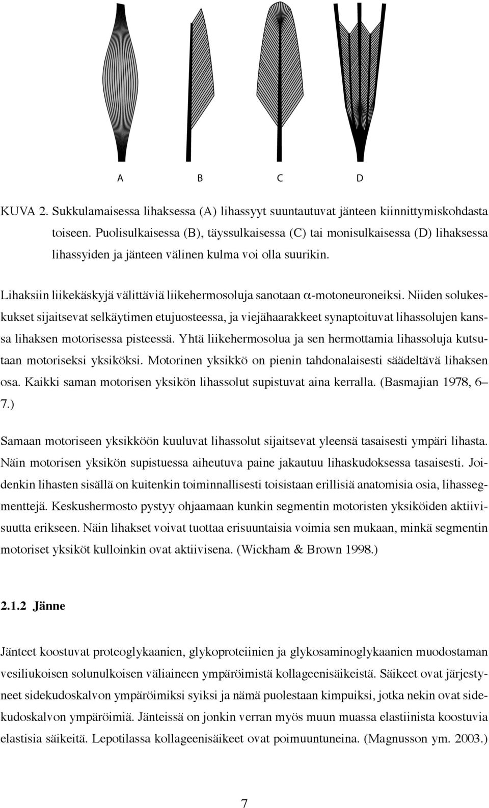 Lihaksiin liikekäskyjä välittäviä liikehermosoluja sanotaan α-motoneuroneiksi.