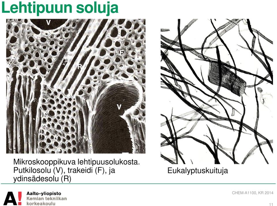 lehtipuusolukosta.