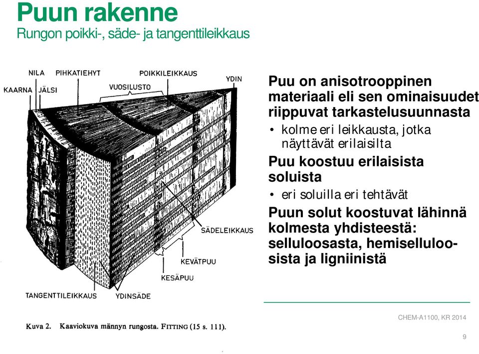 jotka näyttävät erilaisilta Puu koostuu erilaisista soluista eri soluilla eri tehtävät