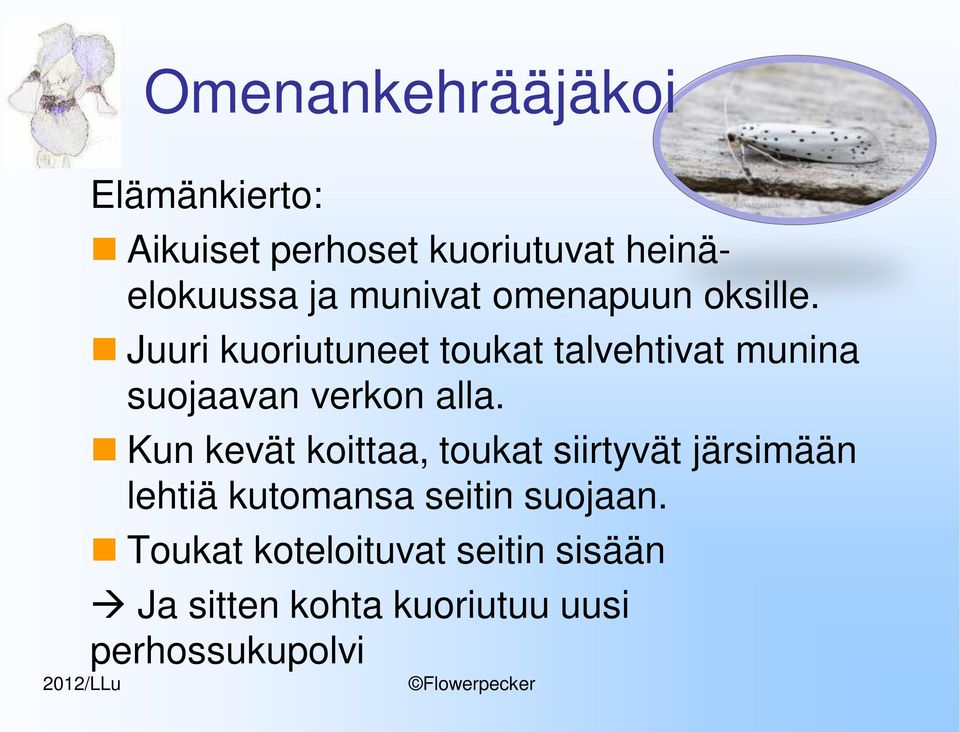 Juuri kuoriutuneet toukat talvehtivat munina suojaavan verkon alla.