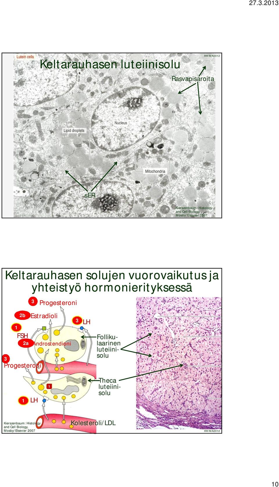 FSH 2a 3 Progesteroni Progesteroni Estradioli Androstendioni 3 LH Follikulaarinen luteiinisolu