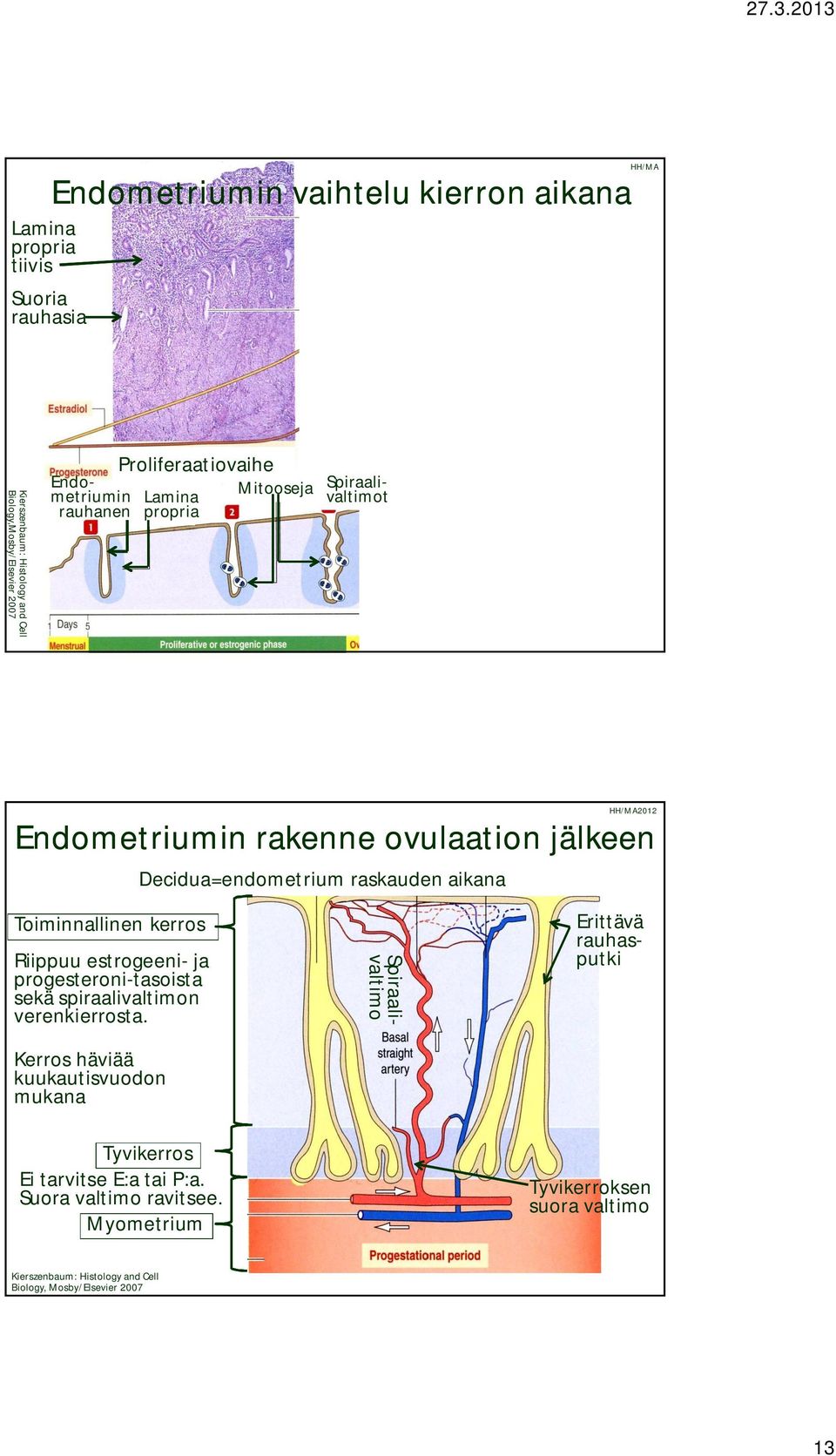 Decidua=endometrium raskauden aikana Toiminnallinen kerros Riippuu estrogeeni- ja progesteroni-tasoista sekä spiraalivaltimon verenkierrosta.