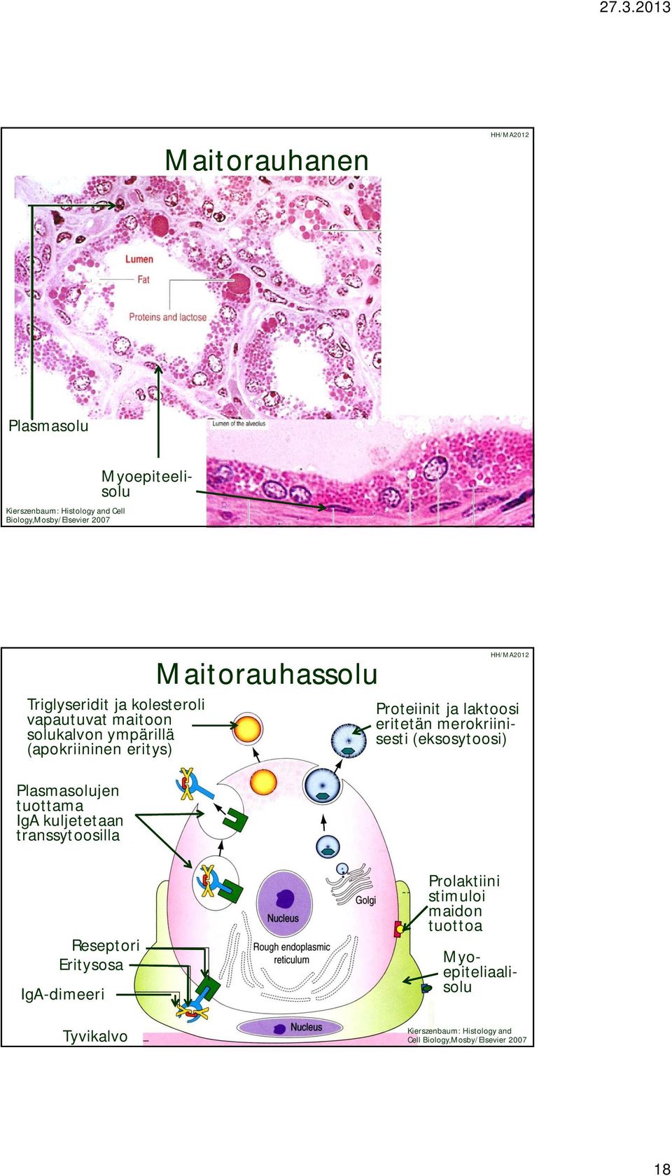 Maitorauhassolu Proteiinit ja laktoosi eritetän merokriinisesti (eksosytoosi) Reseptori Eritysosa IgA-dimeeri