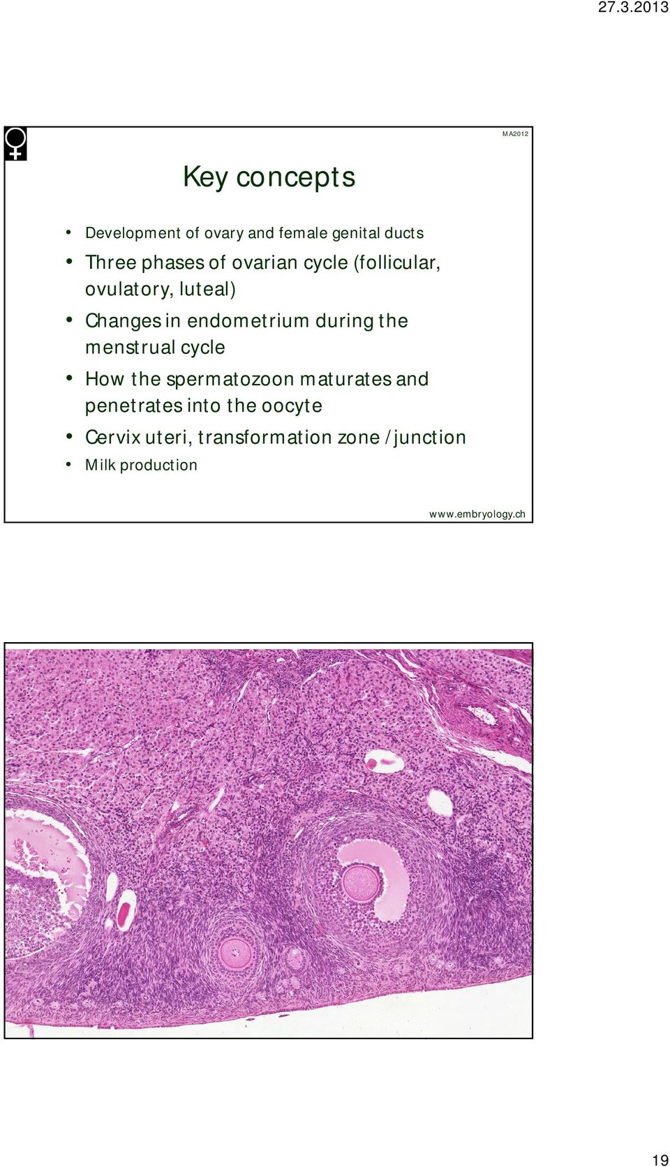 the menstrual cycle How the spermatozoon maturates and penetrates into the