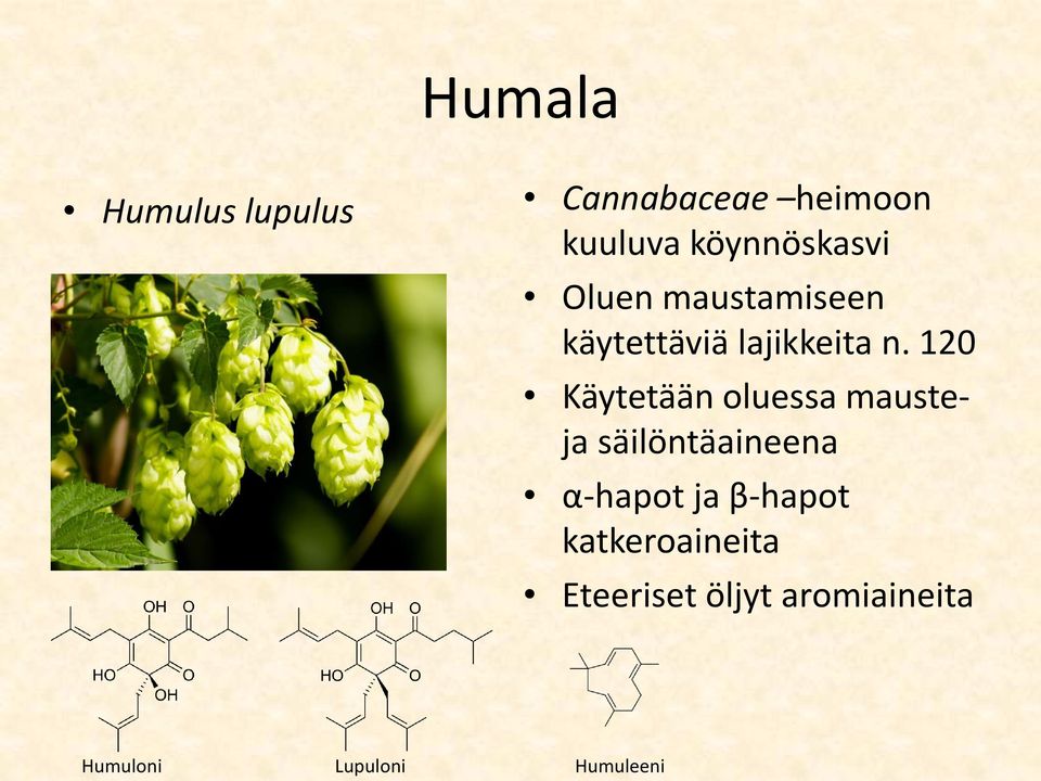 120 Käytetään oluessa mausteja säilöntäaineena α-hapot ja