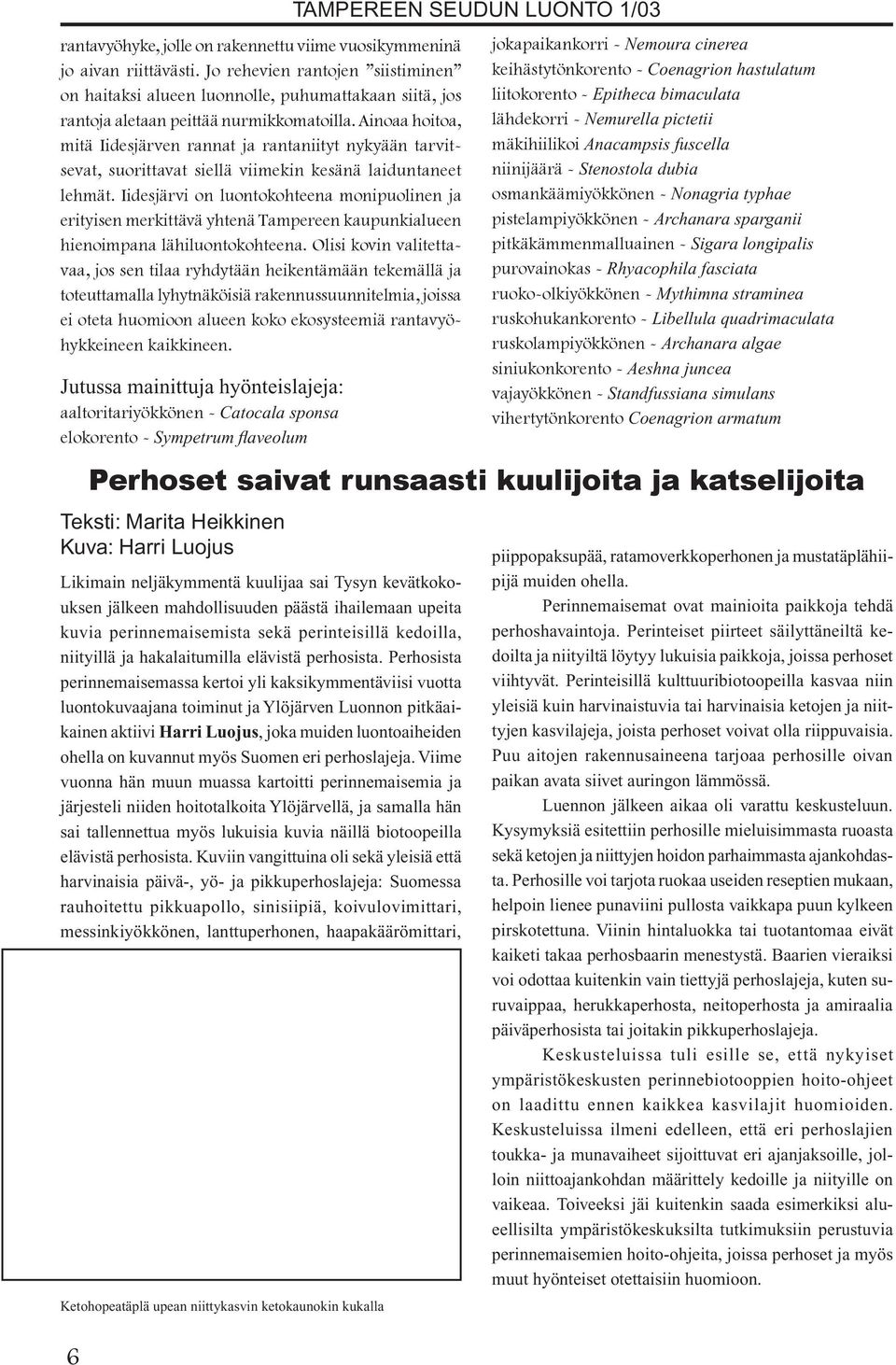 Ainoaa hoitoa, mitä Iidesjärven rannat ja rantaniityt nykyään tarvitsevat, suorittavat siellä viimekin kesänä laiduntaneet lehmät.