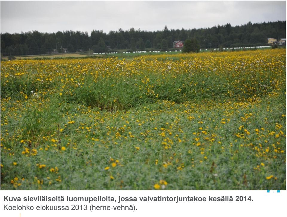 valvatintorjuntakoe kesällä