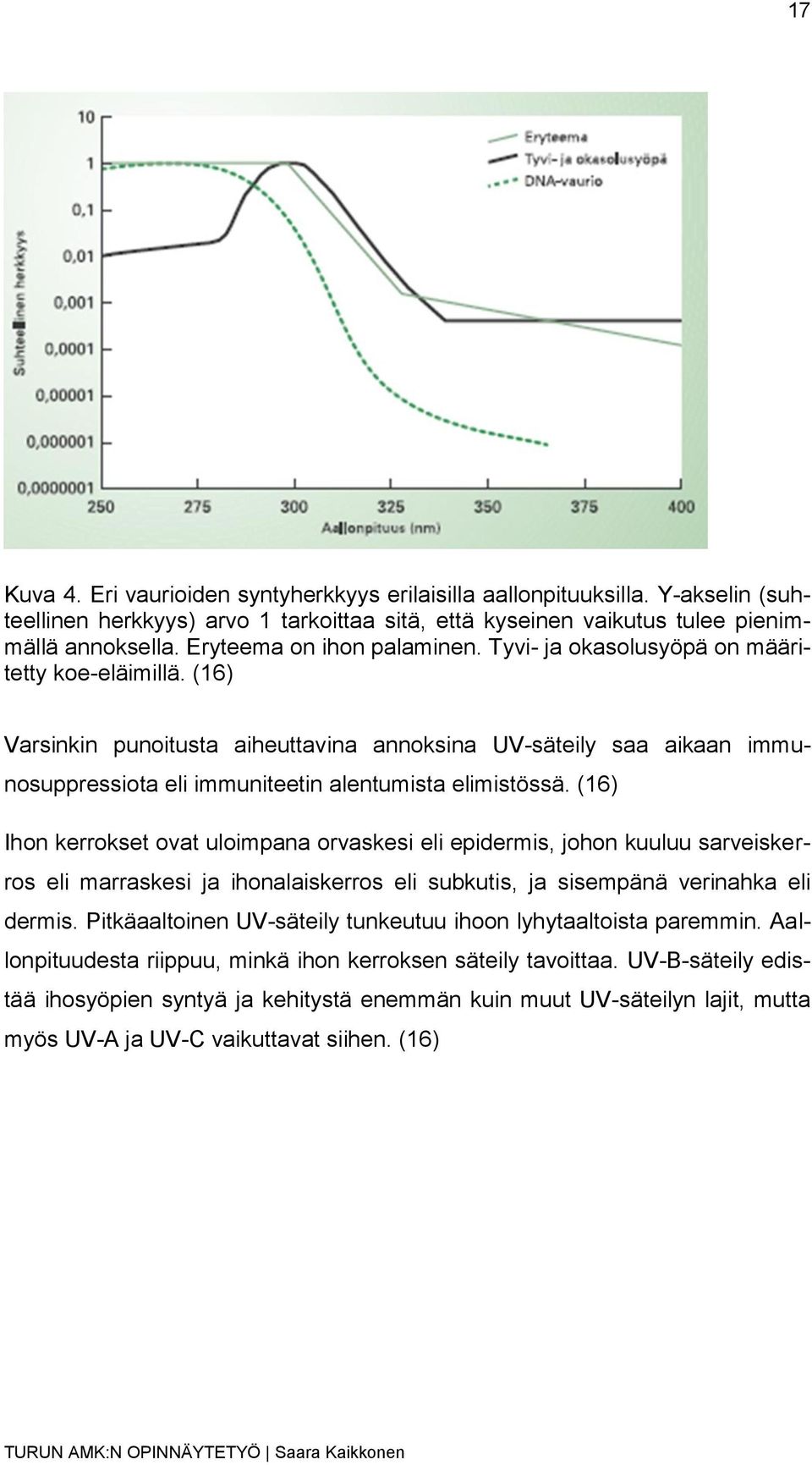 (16) Varsinkin punoitusta aiheuttavina annoksina UV-säteily saa aikaan immunosuppressiota eli immuniteetin alentumista elimistössä.