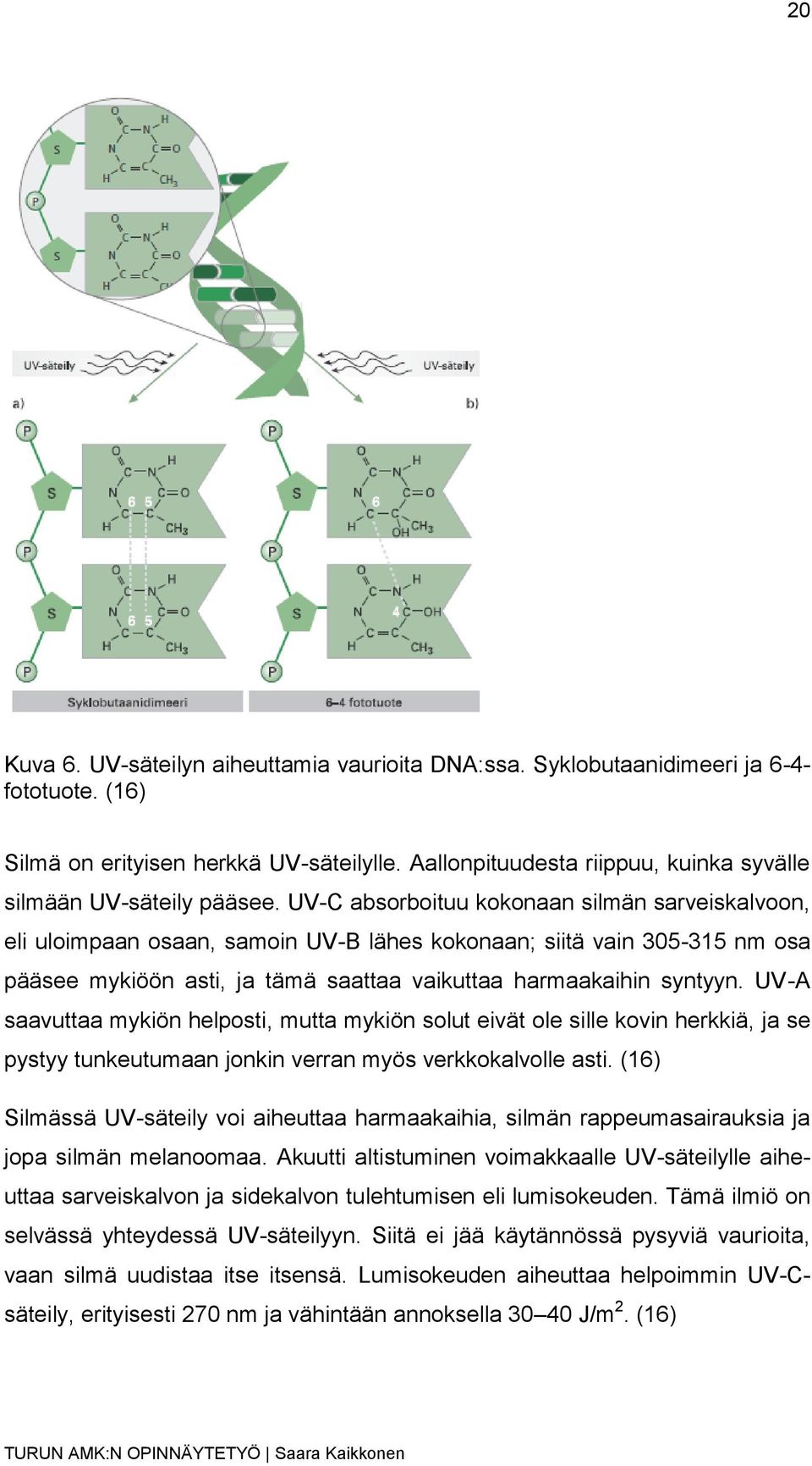 UV-C absorboituu kokonaan silmän sarveiskalvoon, eli uloimpaan osaan, samoin UV-B lähes kokonaan; siitä vain 305-315 nm osa pääsee mykiöön asti, ja tämä saattaa vaikuttaa harmaakaihin syntyyn.