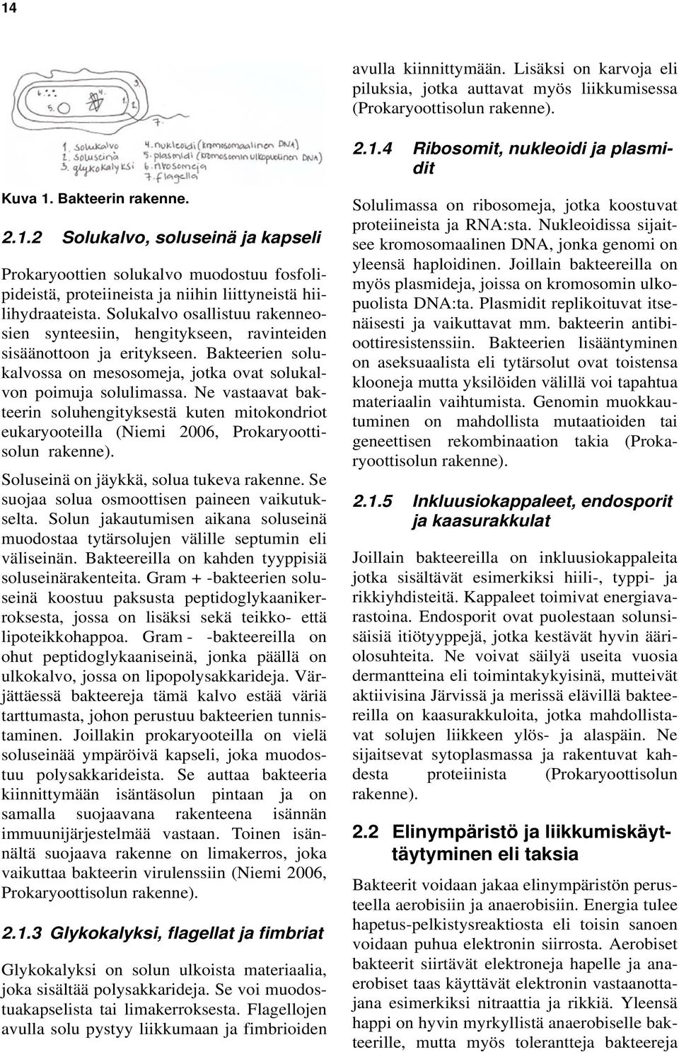 Ne vastaavat bakteerin soluhengityksestä kuten mitokondriot eukaryooteilla (Niemi 2006, Prokaryoottisolun rakenne). Soluseinä on jäykkä, solua tukeva rakenne.