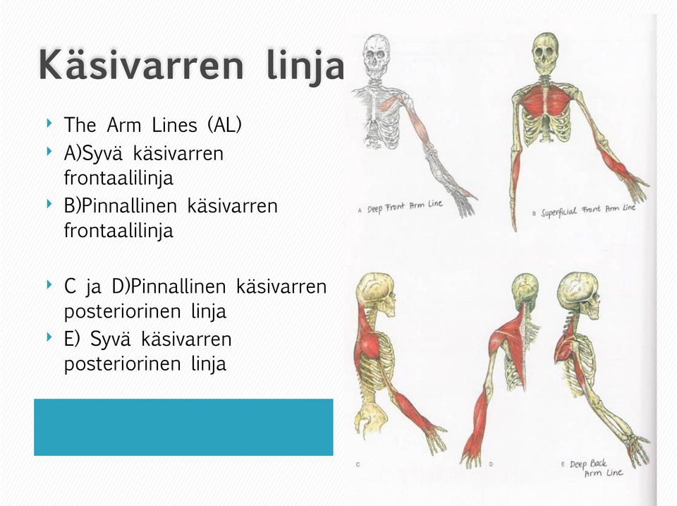 käsivarren frontaalilinja C ja D)Pinnallinen