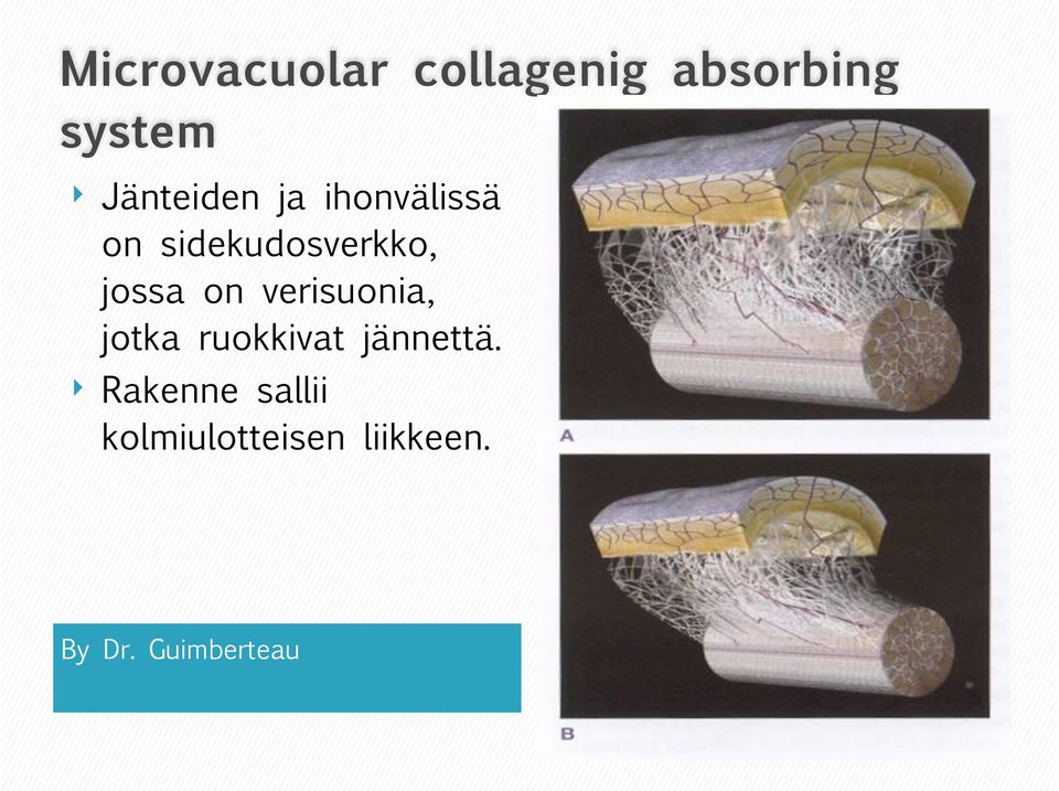 jossa on verisuonia, jotka ruokkivat jännettä.