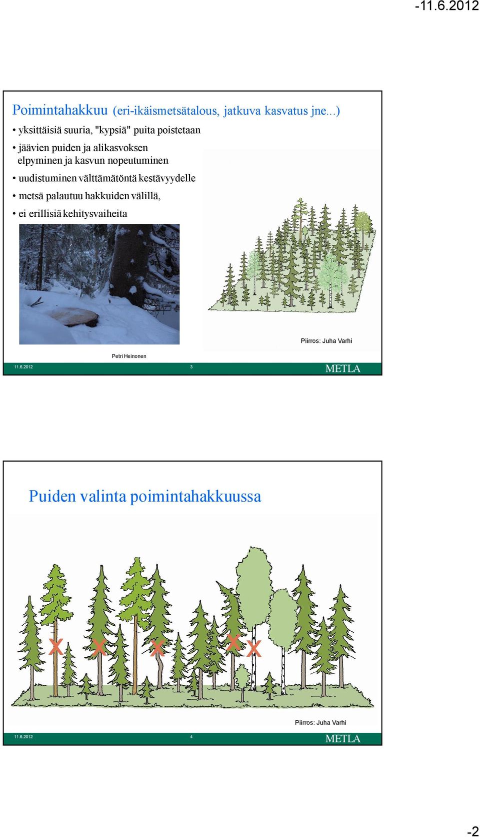 kasvun nopeutuminen uudistuminen välttämätöntä kestävyydelle metsä palautuu hakkuiden välillä, ei