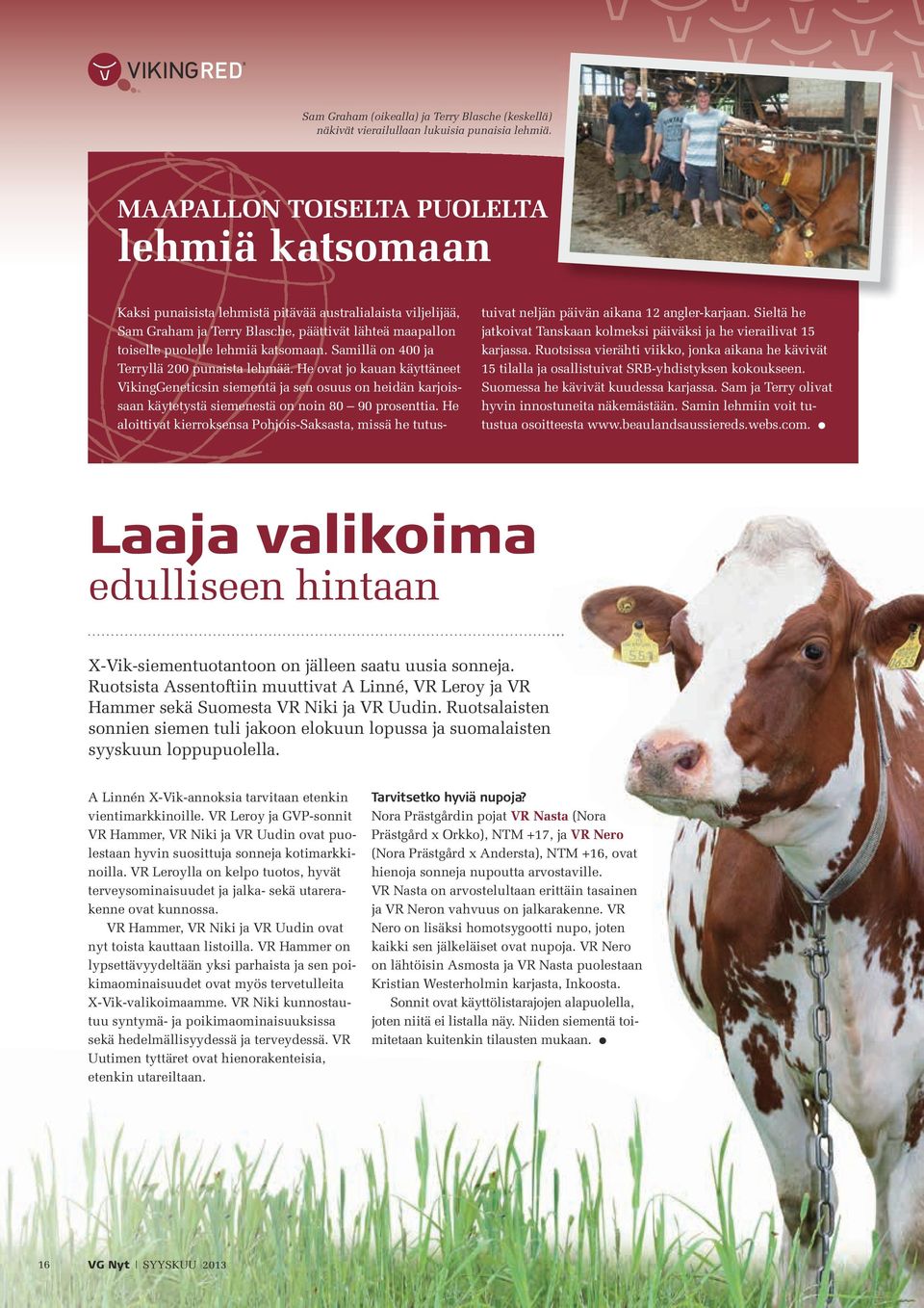 Samillä on 400 ja Terryllä 200 punaista lehmää. He ovat jo kauan käyttäneet VikingGeneticsin siementä ja sen osuus on heidän karjoissaan käytetystä siemenestä on noin 80 90 prosenttia.