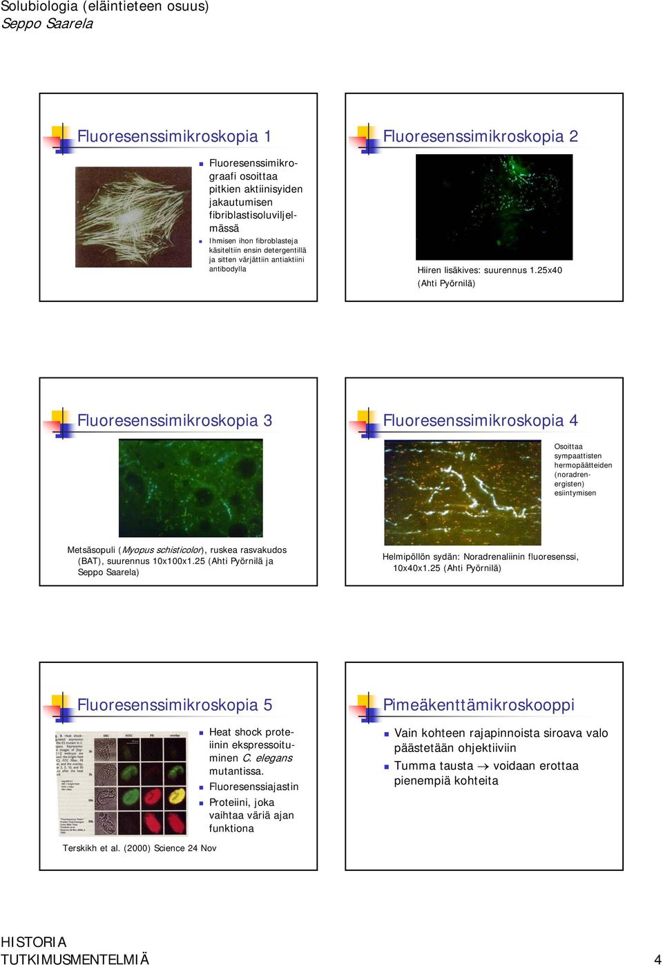 25x40 (Ahti Pyörnilä) Fluoresenssimikroskopia 3 Fluoresenssimikroskopia 4 Osoittaa sympaattisten hermopäätteiden (noradrenergisten) esiintymisen Metsäsopuli (Myopus schisticolor), ruskea rasvakudos