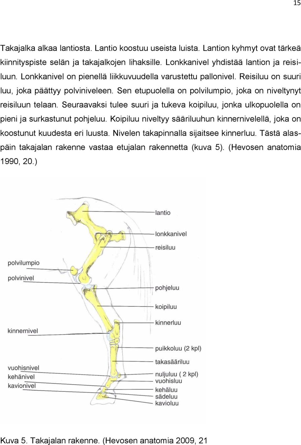 Seuraavaksi tulee suuri ja tukeva koipiluu, jonka ulkopuolella on pieni ja surkastunut pohjeluu. Koipiluu niveltyy sääriluuhun kinnernivelellä, joka on koostunut kuudesta eri luusta.