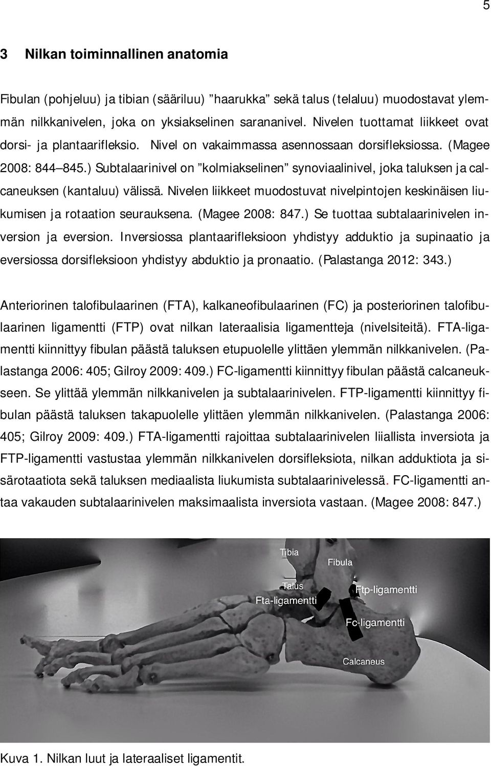 ) Subtalaarinivel on kolmiakselinen synoviaalinivel, joka taluksen ja calcaneuksen (kantaluu) välissä. Nivelen liikkeet muodostuvat nivelpintojen keskinäisen liukumisen ja rotaation seurauksena.