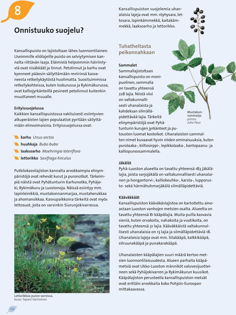 Petolinnut ja karhu ovat kyenneet pääosin säilyttämään reviirinsä kasvaneesta retkeilykäytöstä huolimatta.