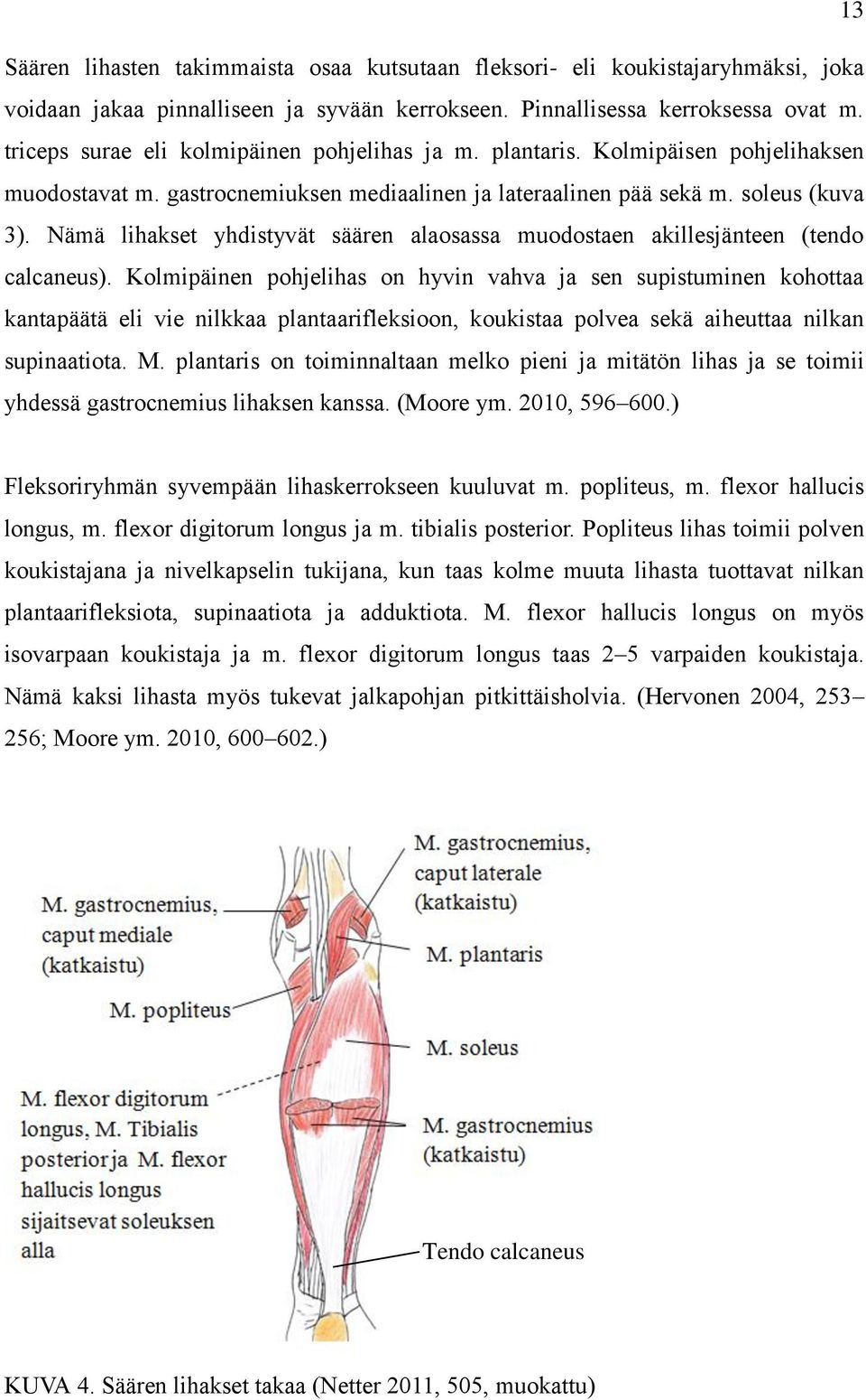 Nämä lihakset yhdistyvät säären alaosassa muodostaen akillesjänteen (tendo calcaneus).