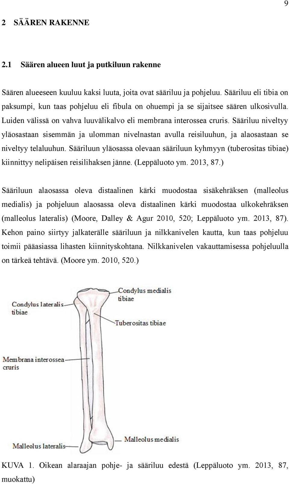 Sääriluu niveltyy yläosastaan sisemmän ja ulomman nivelnastan avulla reisiluuhun, ja alaosastaan se niveltyy telaluuhun.