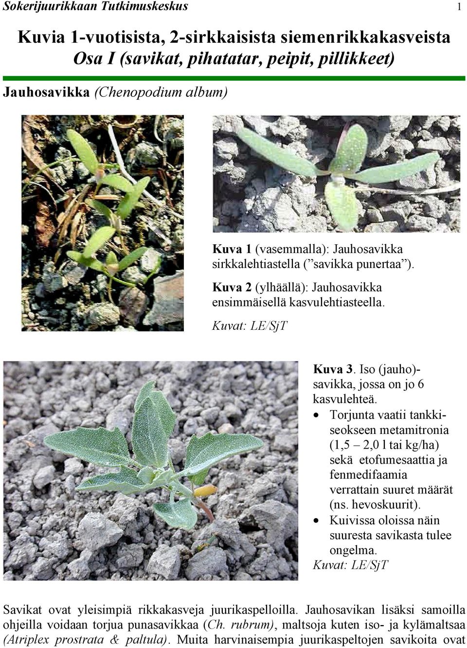 Torjunta vaatii tankkiseokseen metamitronia (1,5 2,0 l tai kg/ha) sekä etofumesaattia ja fenmedifaamia verrattain suuret määrät (ns. hevoskuurit).