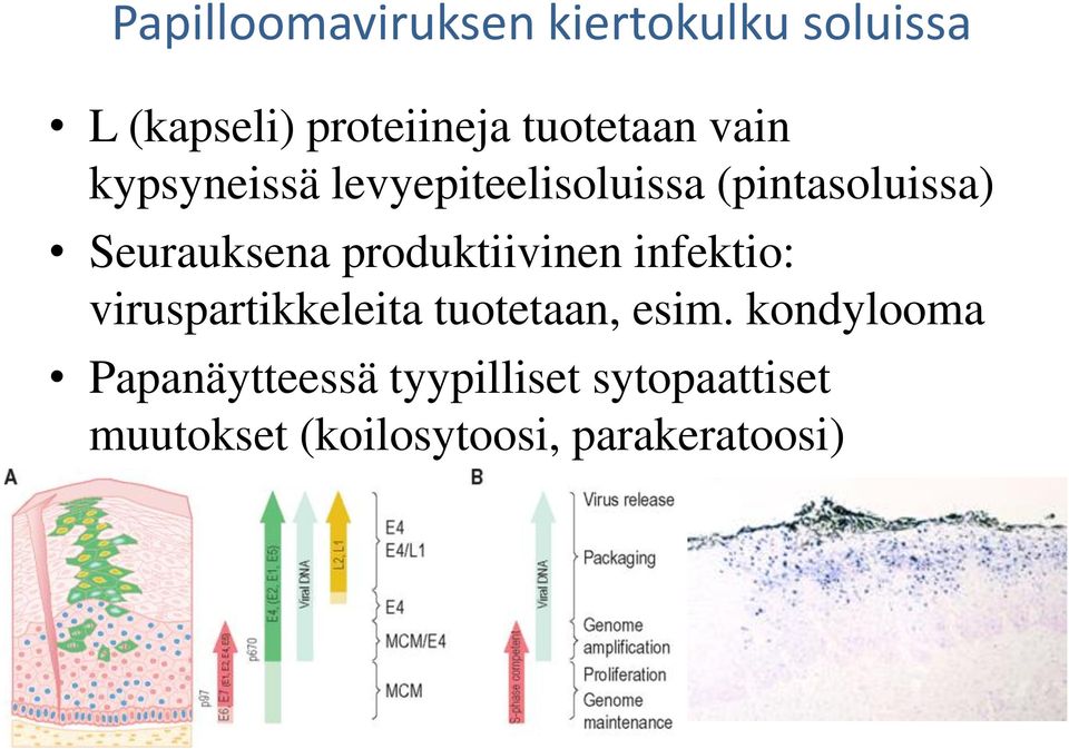 Seurauksena produktiivinen infektio: viruspartikkeleita tuotetaan, esim.