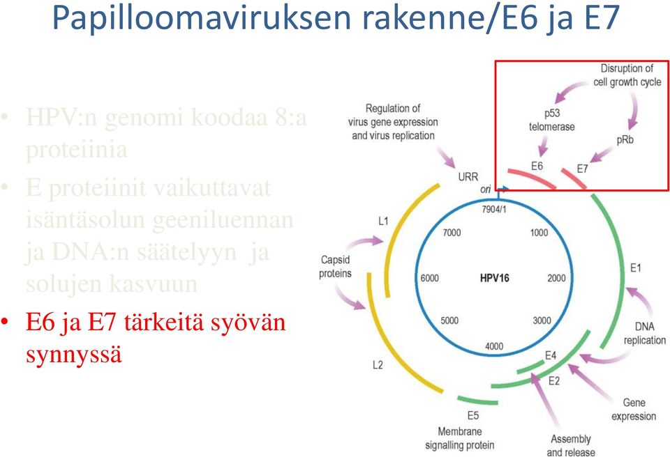 vaikuttavat isäntäsolun geeniluennan ja DNA:n