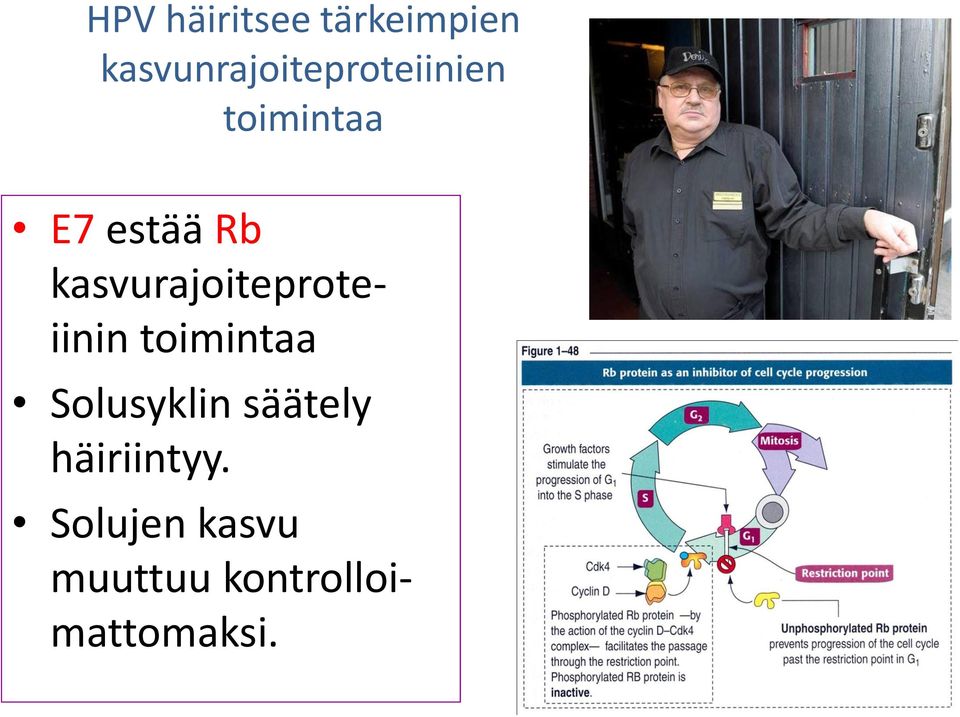 Rb kasvurajoiteproteiinin toimintaa