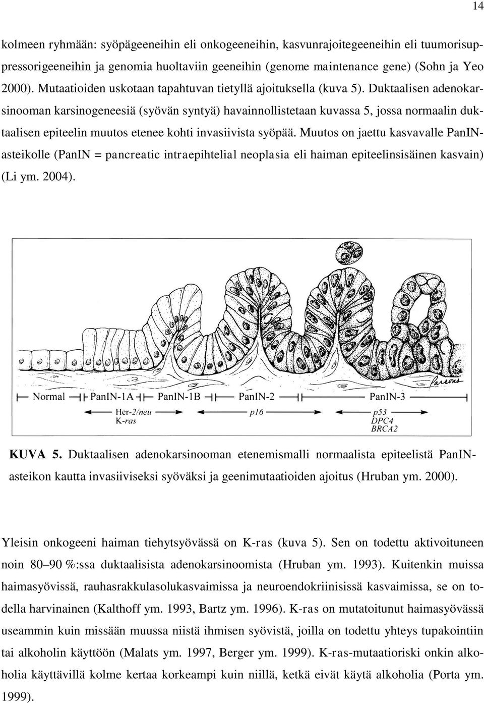 Duktaalisen adenokarsinooman karsinogeneesiä (syövän syntyä) havainnollistetaan kuvassa 5, jossa normaalin duktaalisen epiteelin muutos etenee kohti invasiivista syöpää.