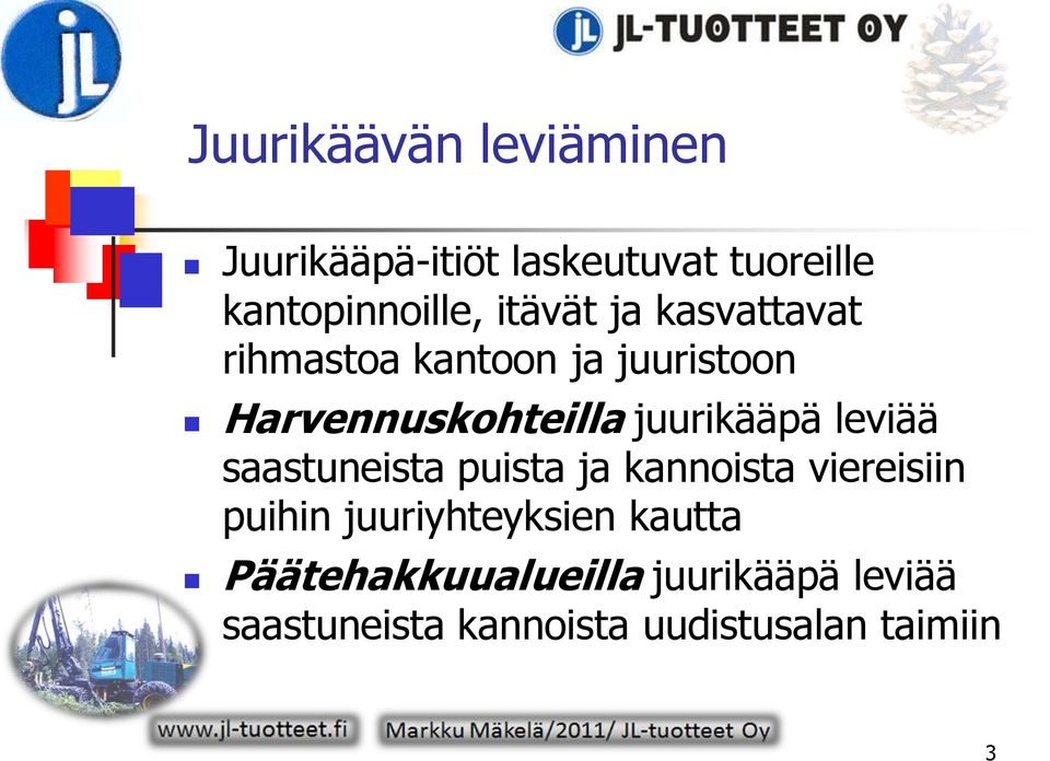 juurikääpä leviää saastuneista puista ja kannoista viereisiin puihin