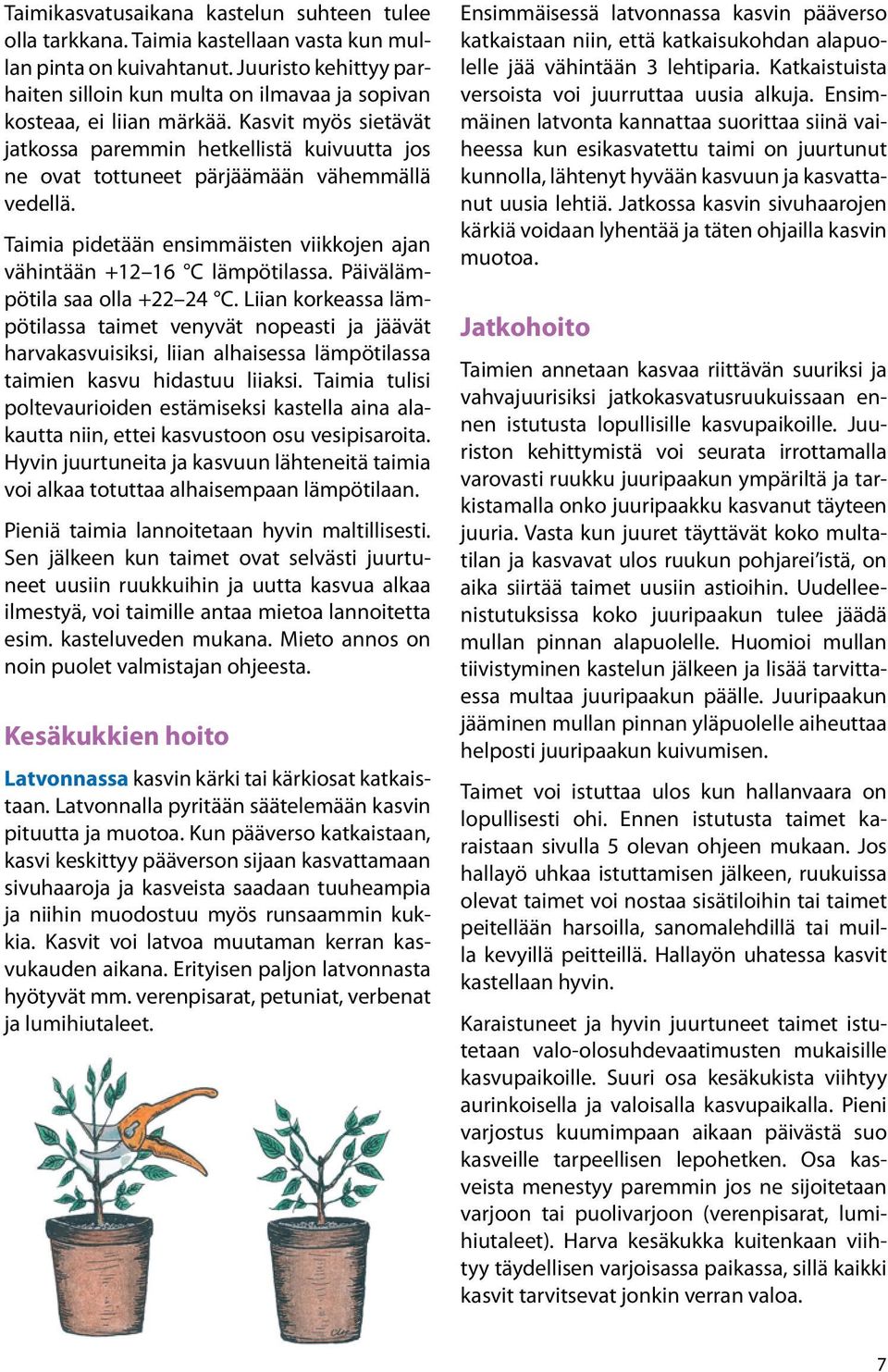 Kasvit myös sietävät jatkossa paremmin hetkellistä kuivuutta jos ne ovat tottuneet pärjäämään vähemmällä vedellä. Taimia pidetään ensimmäisten viikkojen ajan vähintään +12 16 C lämpötilassa.