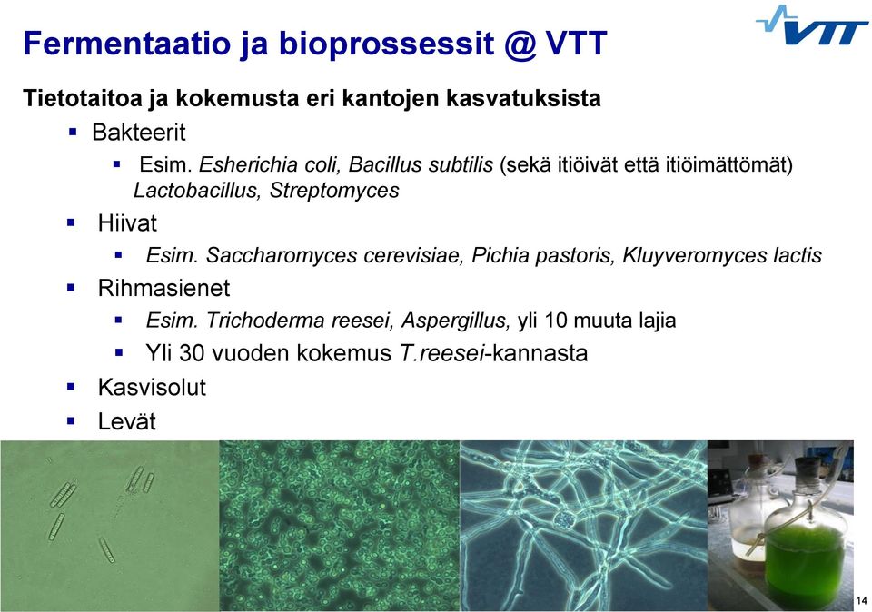 Esim. Saccharomyces cerevisiae, Pichia pastoris, Kluyveromyces lactis Rihmasienet Esim.