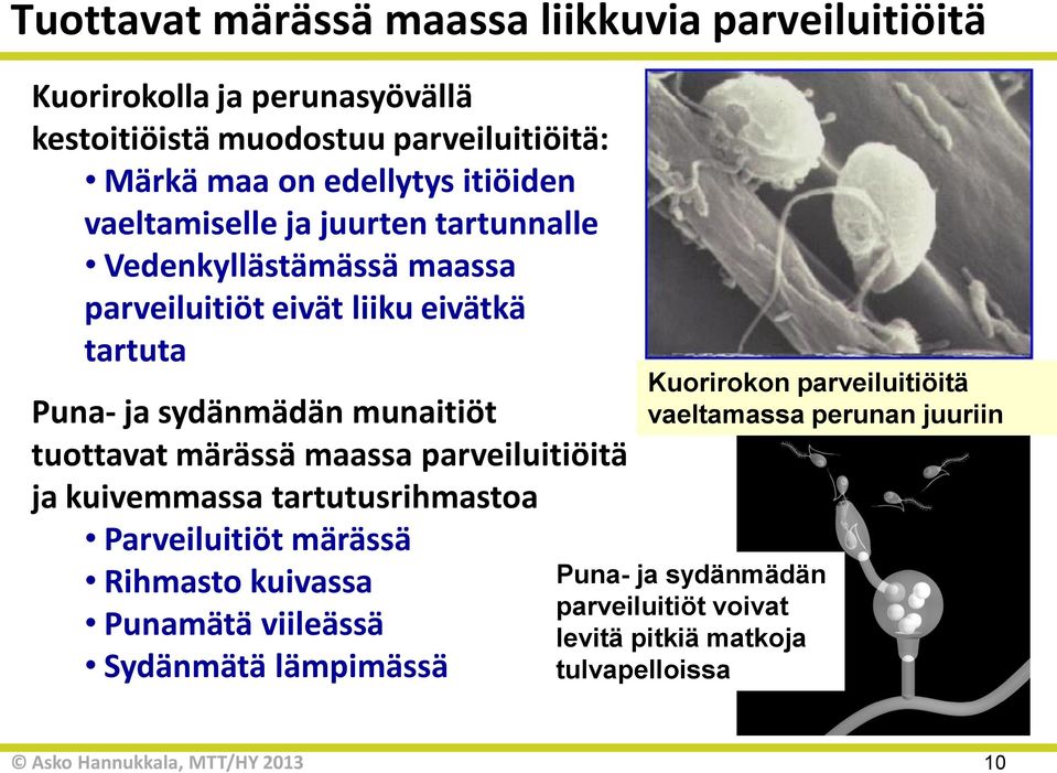 munaitiöt tuottavat märässä maassa parveiluitiöitä ja kuivemmassa tartutusrihmastoa Parveiluitiöt märässä Rihmasto kuivassa Punamätä viileässä