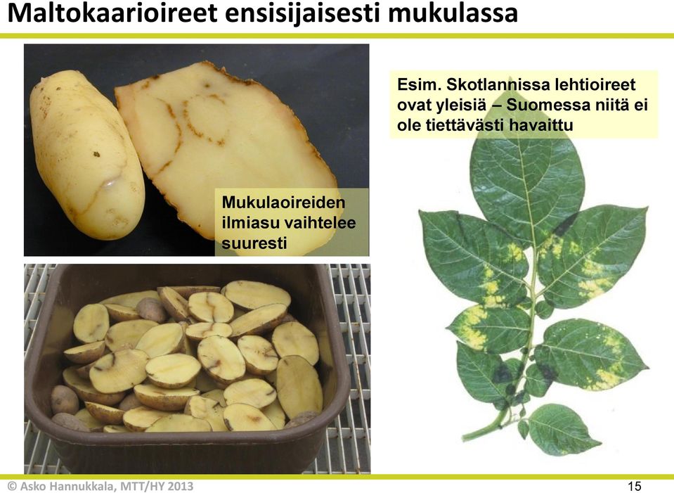 Skotlannissa lehtioireet ovat yleisiä